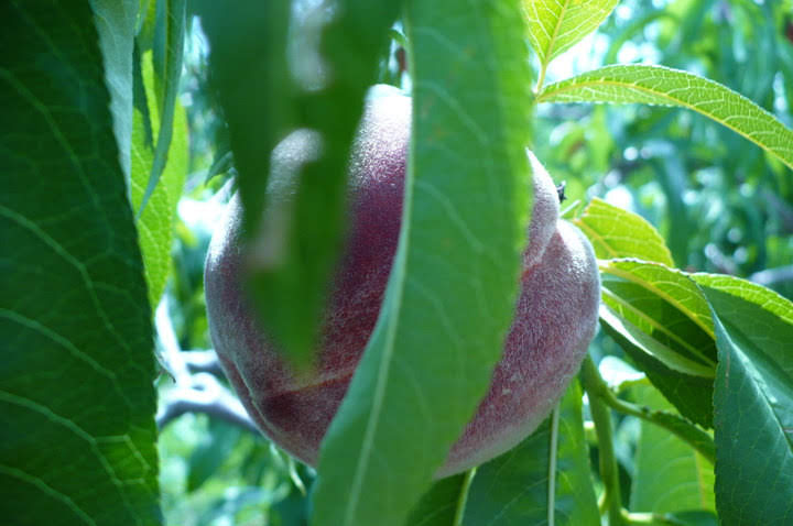 A peach behind leaves