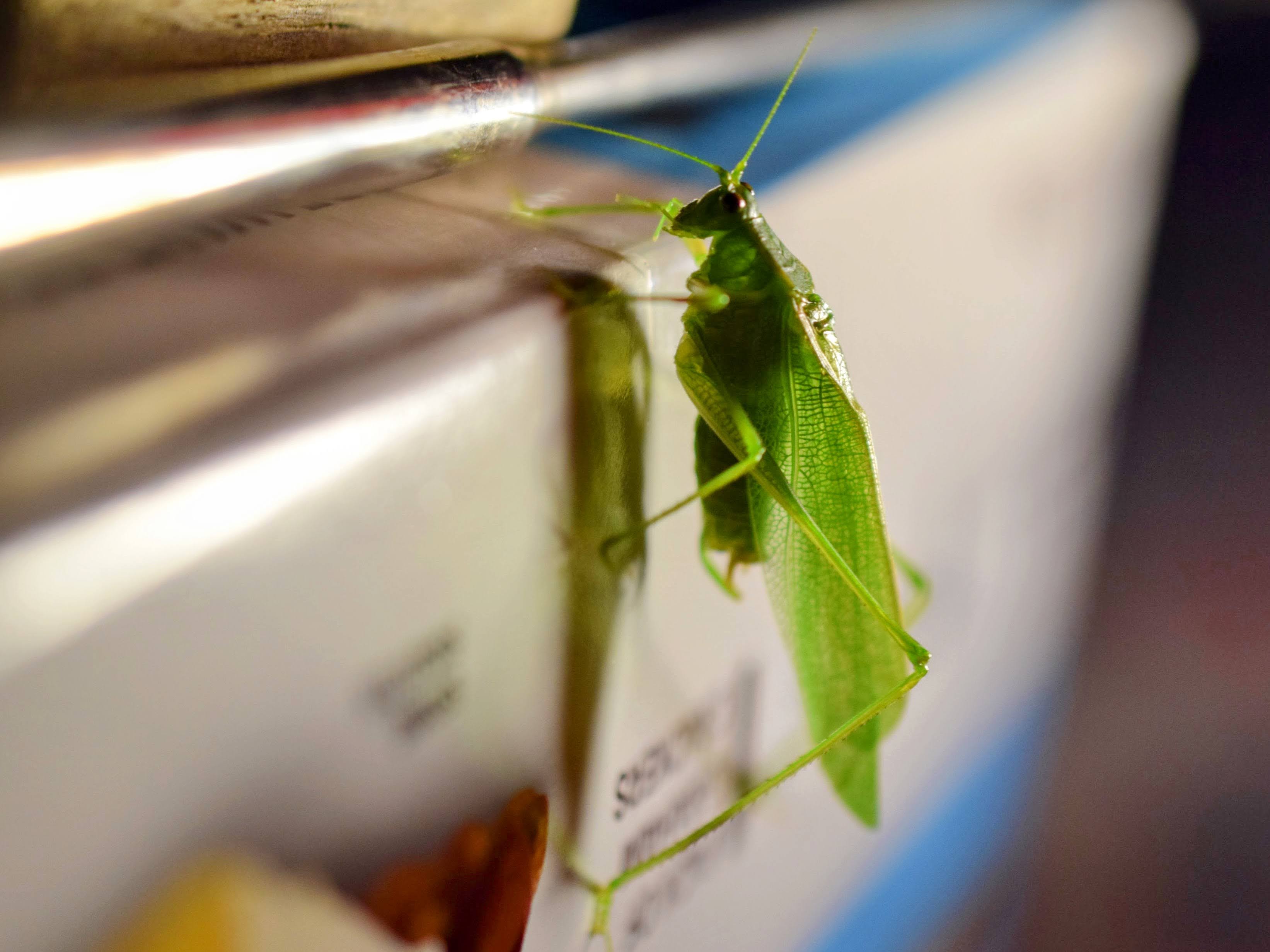 A close up of a katydid on a box