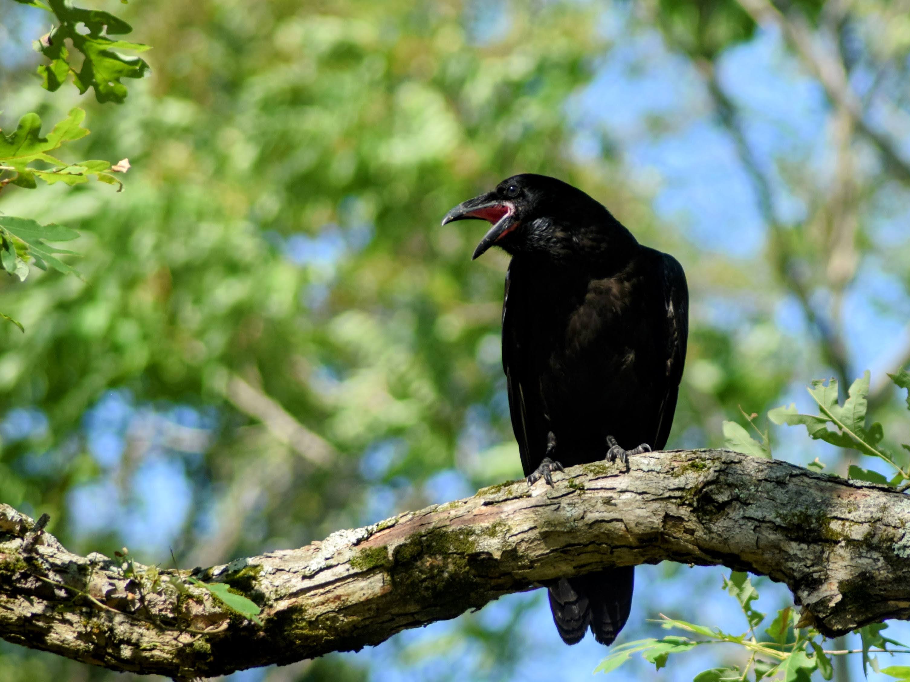 A raven on a branch