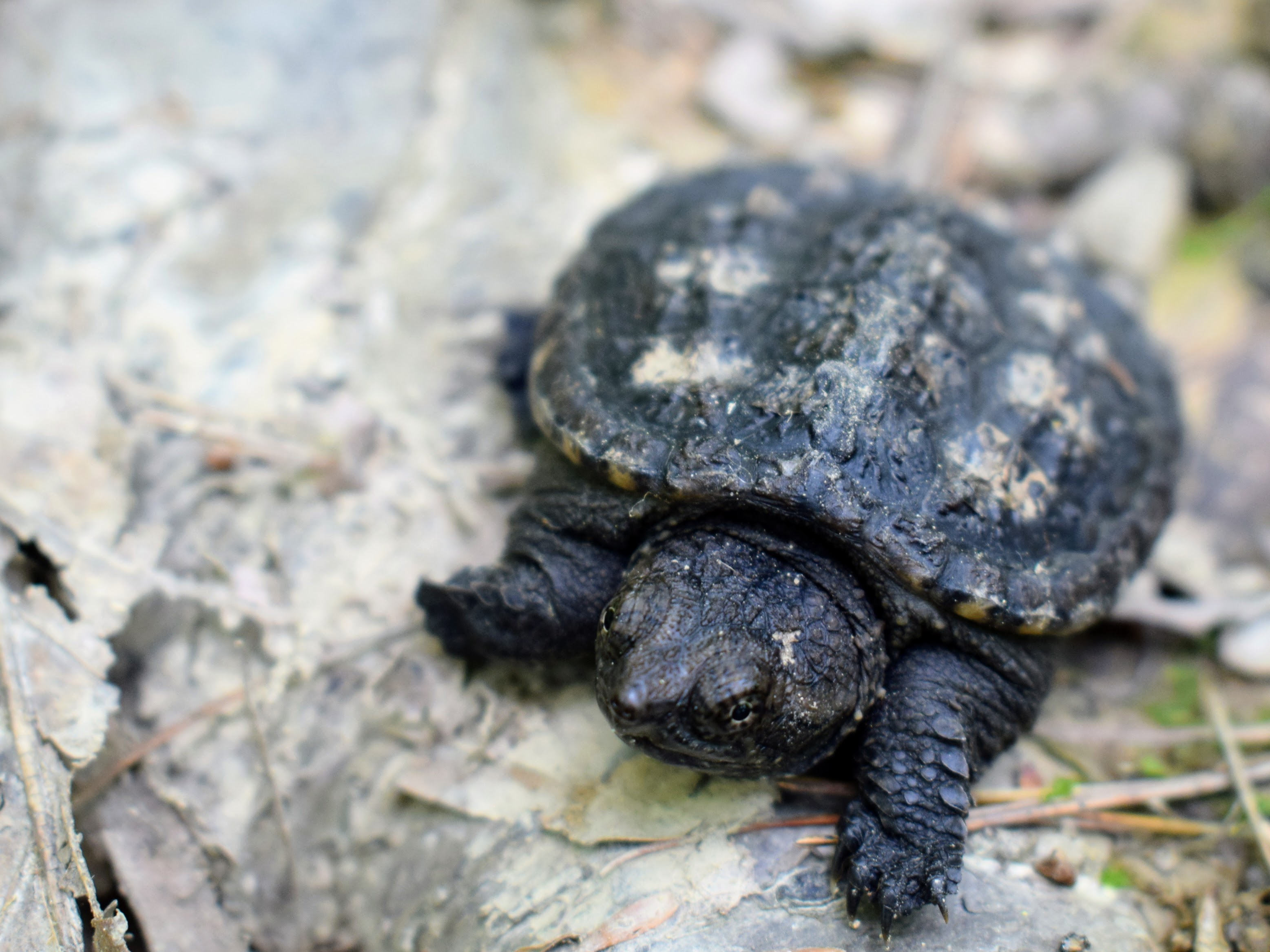 A closeup of a baby squat tortoise